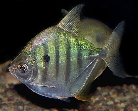 国产条纹鱼视频,探寻美味与生态共融的海洋珍馐