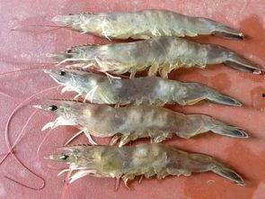 徐福海岸海捕国产大虾视频,国产大虾海捕之旅