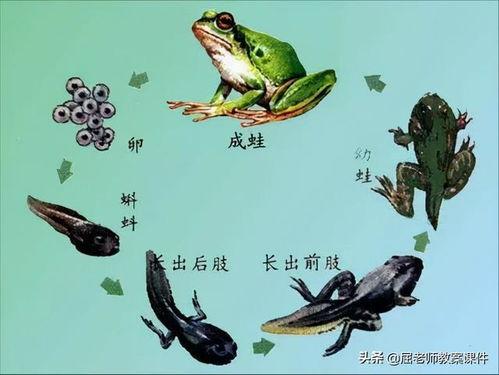 国产小蝌蚪视频页