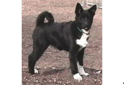 俄罗斯国产犬图片欣赏视频,探寻独特犬种之美