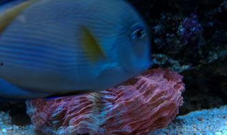 国产海水观赏鱼视频,探寻海洋之美，畅游生态画卷