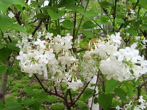 国产丁香图片视频网,探寻我国特色花卉之美